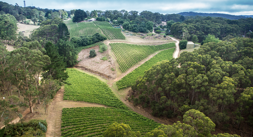 Petaluma Vineyard